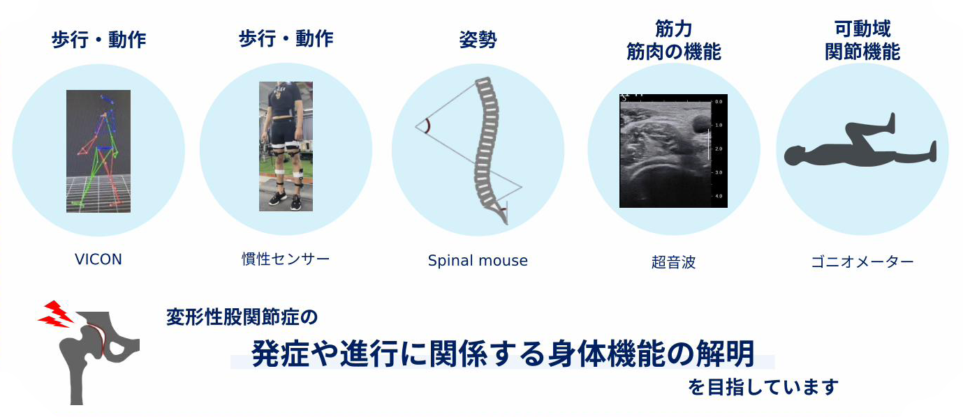 Iliocapsularisに関する研究
