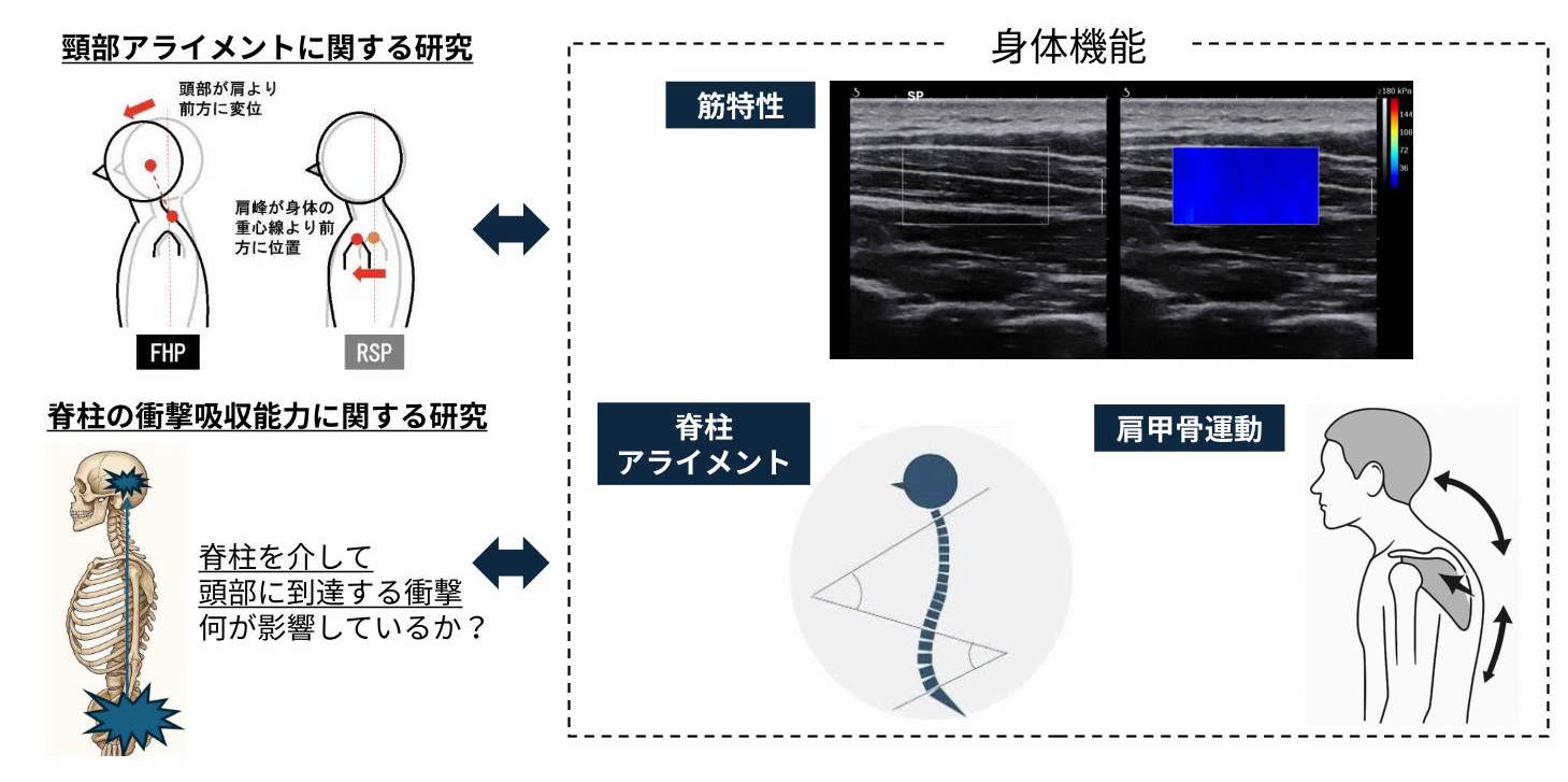 姿勢と身体機能との関連