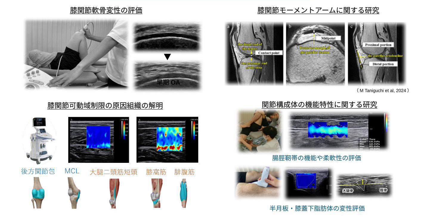 膝関節周囲筋・関節構成体のバイオメカニクスの検証
