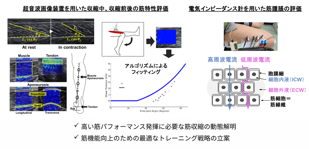筋機能に関連する要因の解明 ~効果的なトレーニングの確立を目指して~