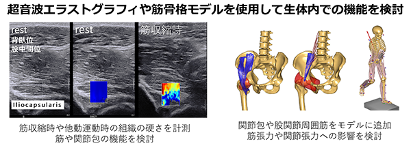 股関節周囲筋（Iliocapsularis含む）, 関節包・靭帯の機能に関する研究 その2