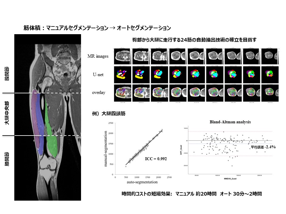 骨格筋画像解析システムの構築